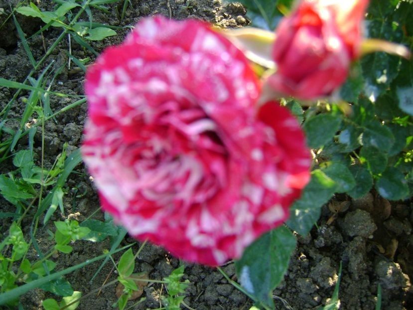  - TOATE FLORILE