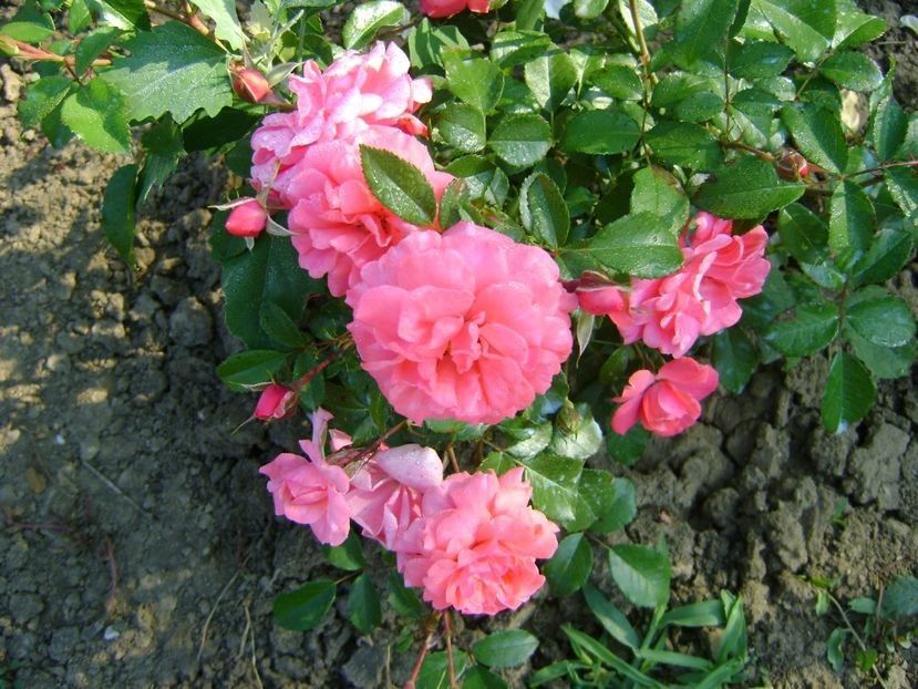  - TOATE FLORILE