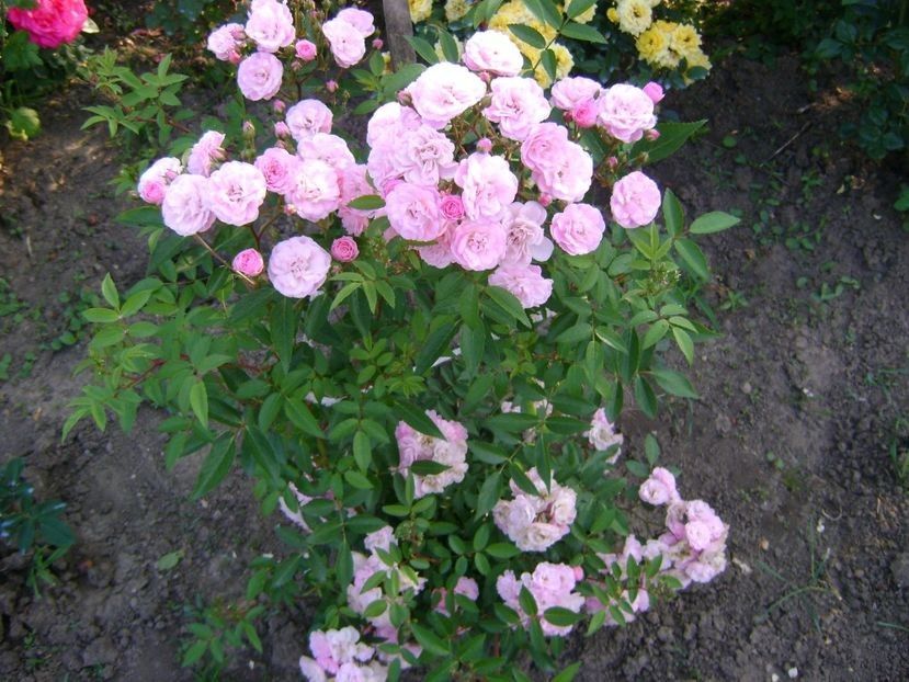  - TOATE FLORILE