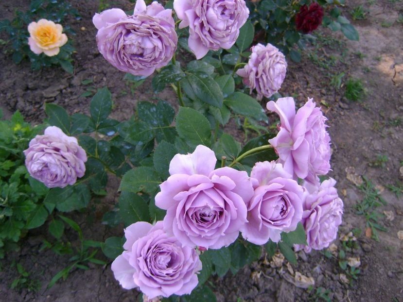 novalis - TOATE FLORILE