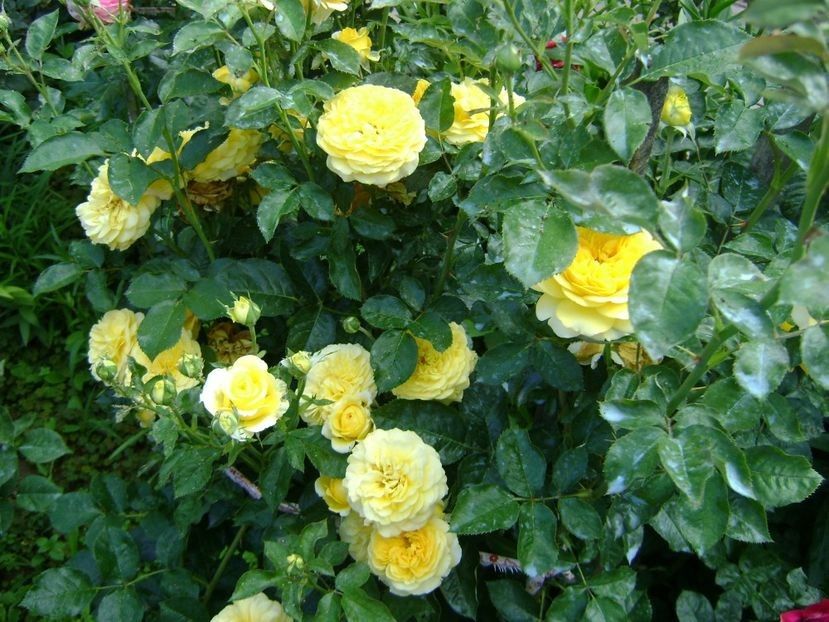 - TOATE FLORILE