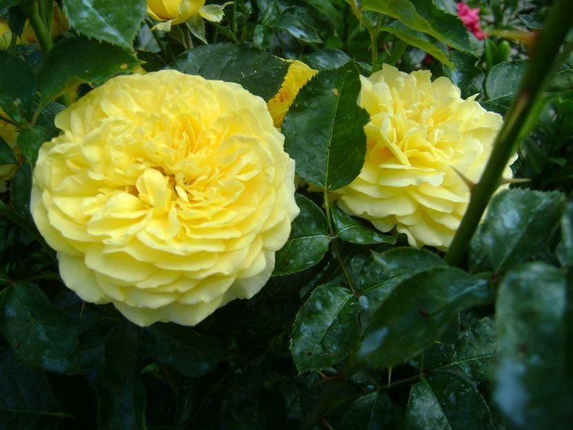 inka - TOATE FLORILE