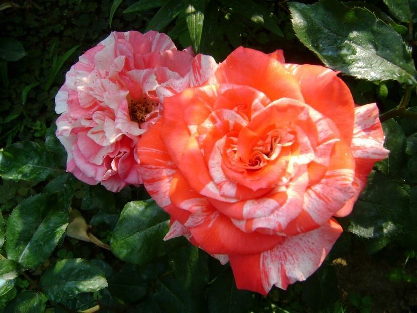  - TOATE FLORILE