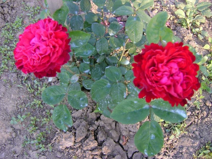  - TOATE FLORILE