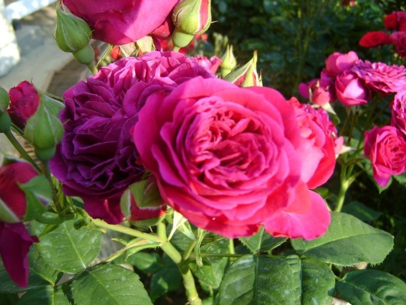  - TOATE FLORILE