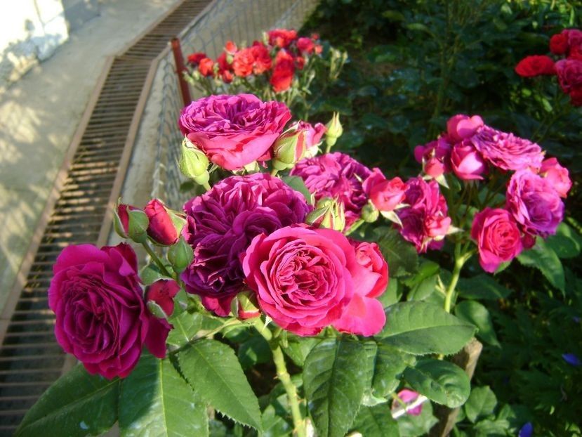 purple lodge - TOATE FLORILE