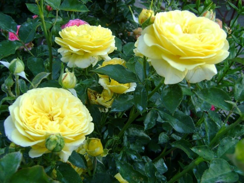 inka - TOATE FLORILE