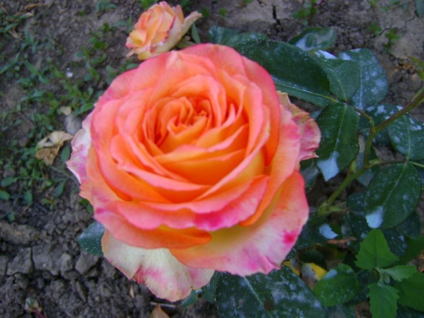  - TOATE FLORILE