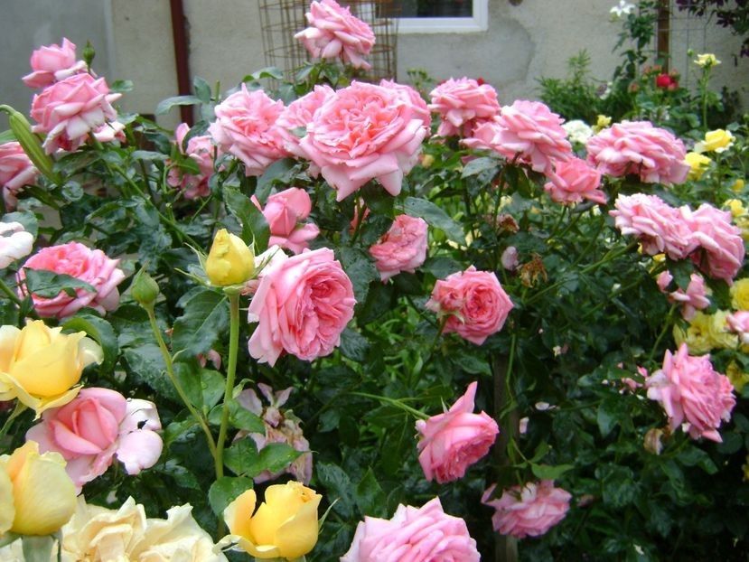  - TOATE FLORILE