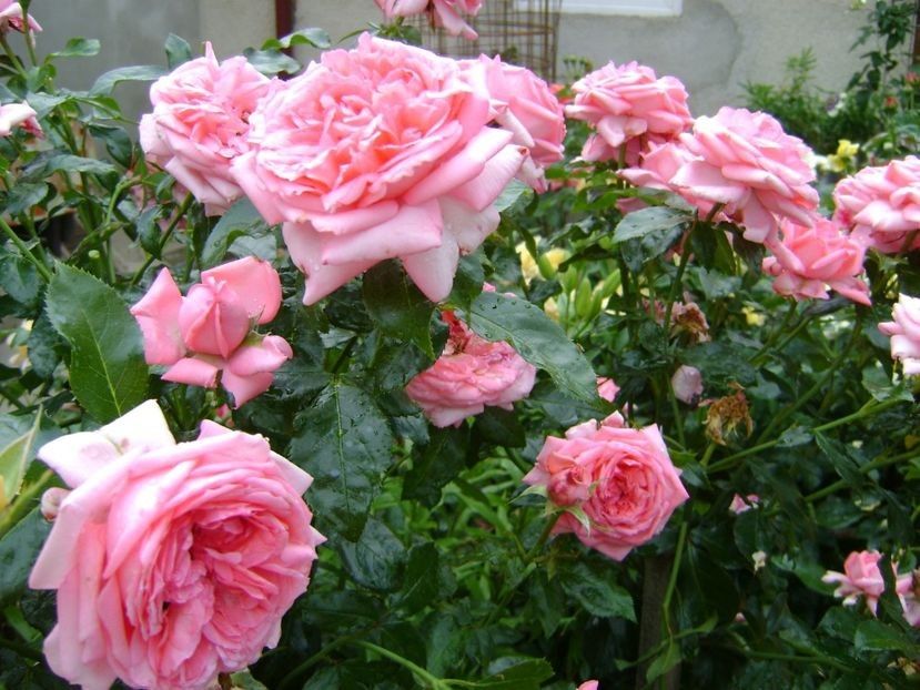 Emilia Maria - TOATE FLORILE