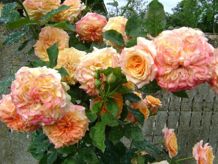 villa cotta - TOATE FLORILE