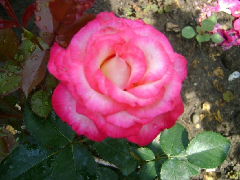  - TOATE FLORILE