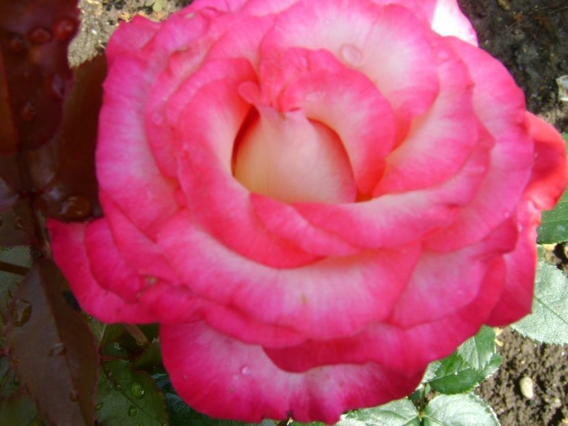 Laminuete - TOATE FLORILE