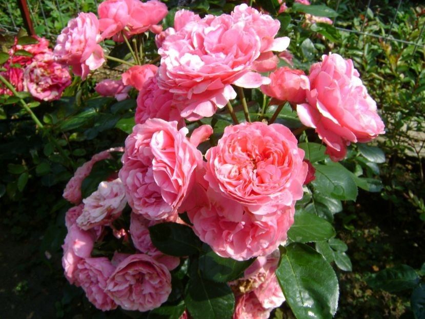  - TOATE FLORILE