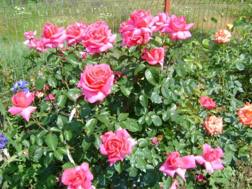 parole - TOATE FLORILE