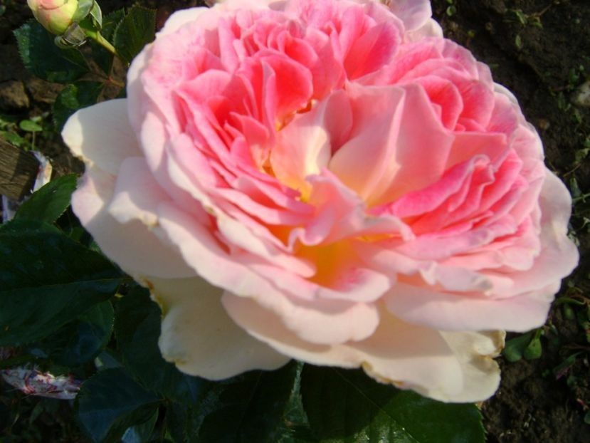  - TOATE FLORILE