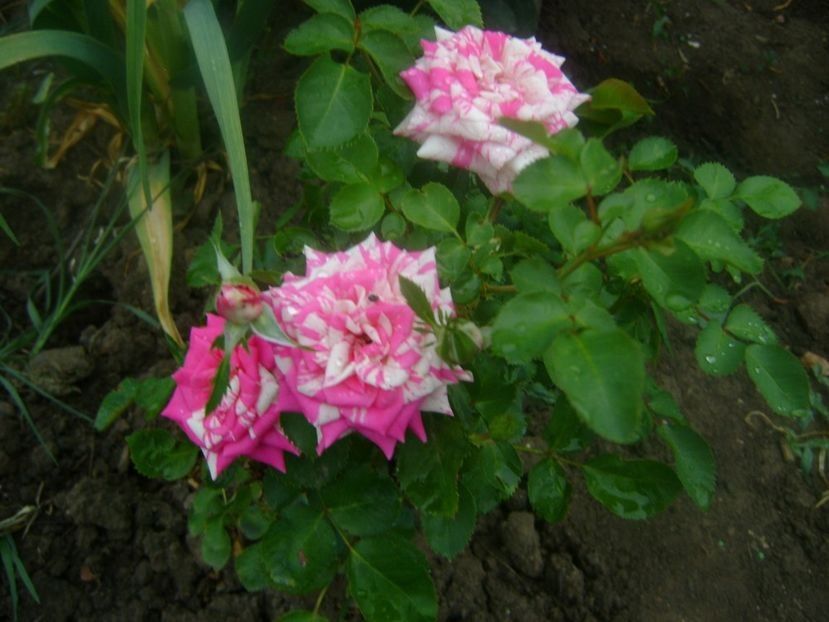 miniroza - TOATE FLORILE