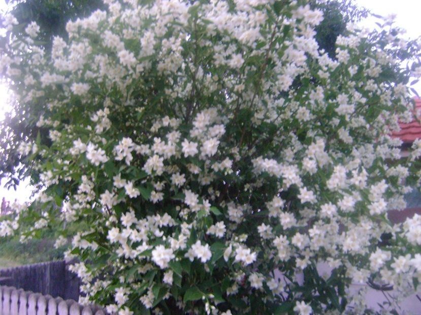  - TOATE FLORILE