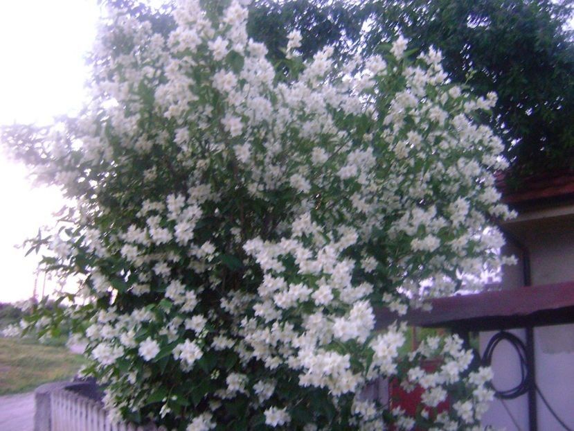  - TOATE FLORILE