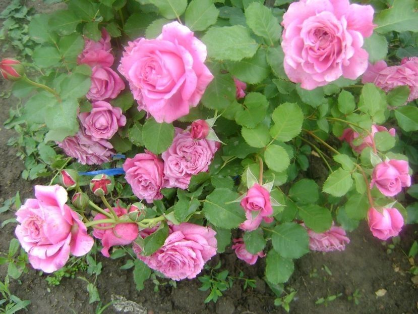 Agnes schiliger - TOATE FLORILE