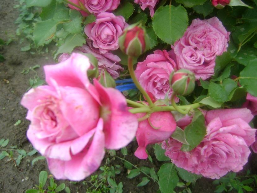  - TOATE FLORILE