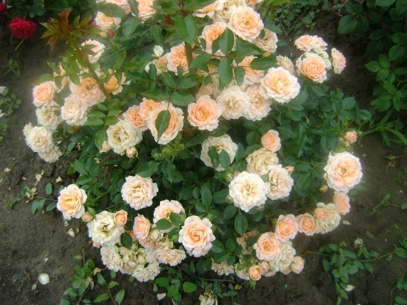 sweet dream - TOATE FLORILE