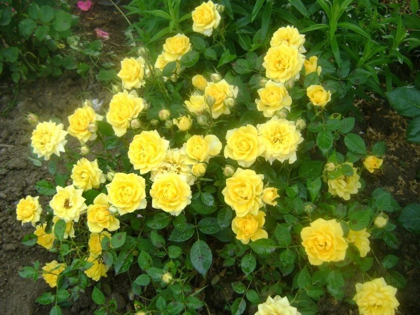 miniroza - TOATE FLORILE