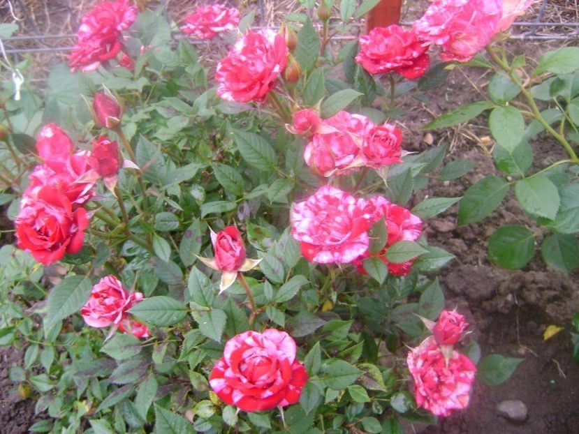 miniroza - TOATE FLORILE