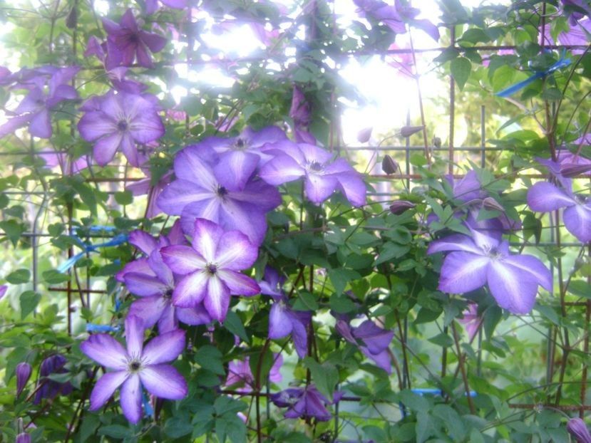  - TOATE FLORILE