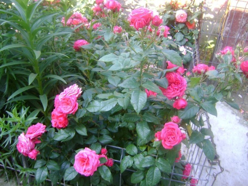  - TOATE FLORILE