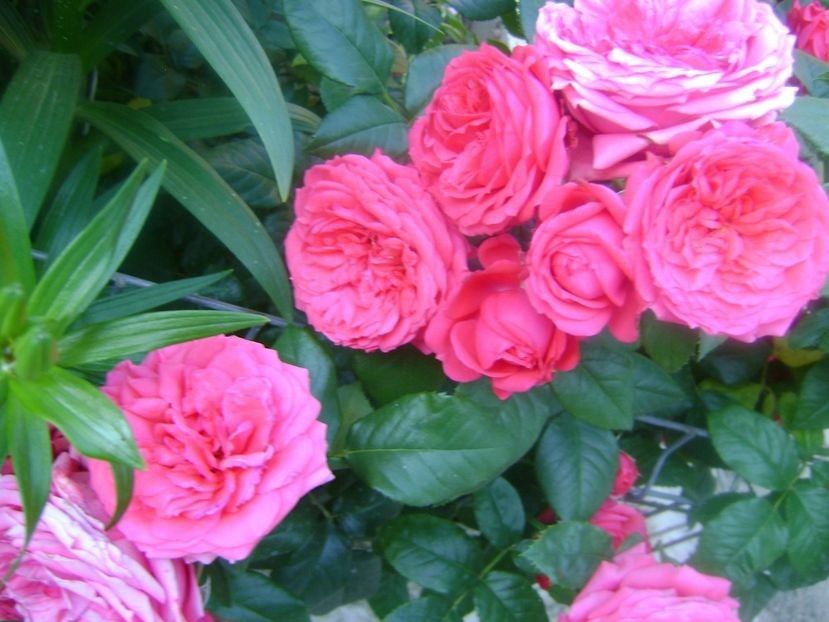  - TOATE FLORILE