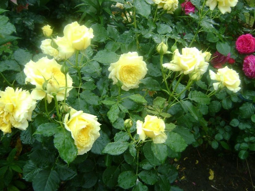  - TOATE FLORILE