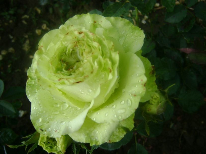  - TOATE FLORILE