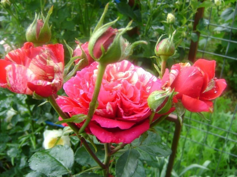  - TOATE FLORILE