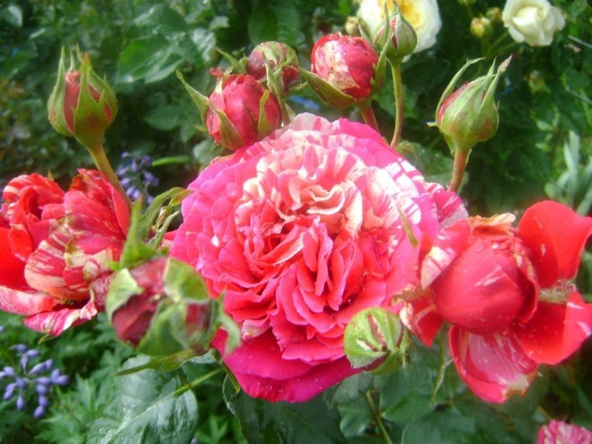 best impression - TOATE FLORILE