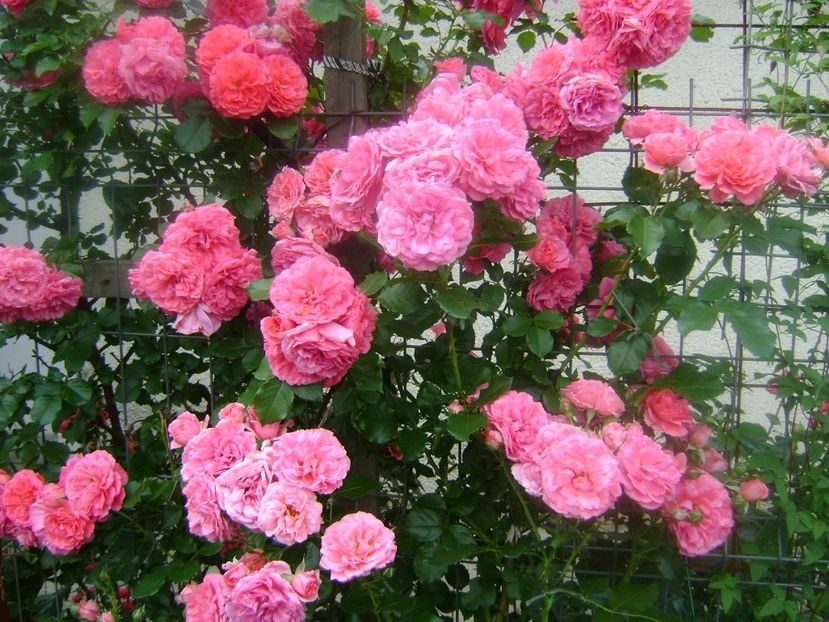  - TOATE FLORILE