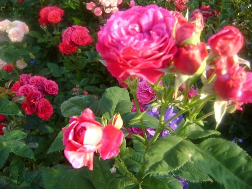 - TOATE FLORILE