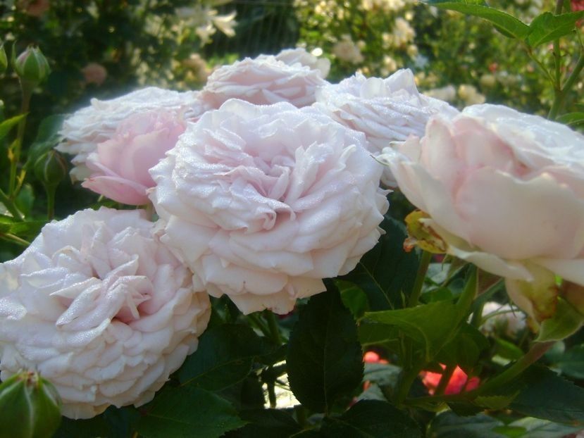 - TOATE FLORILE