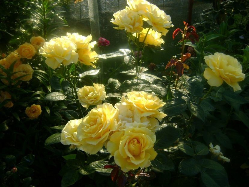  - TOATE FLORILE