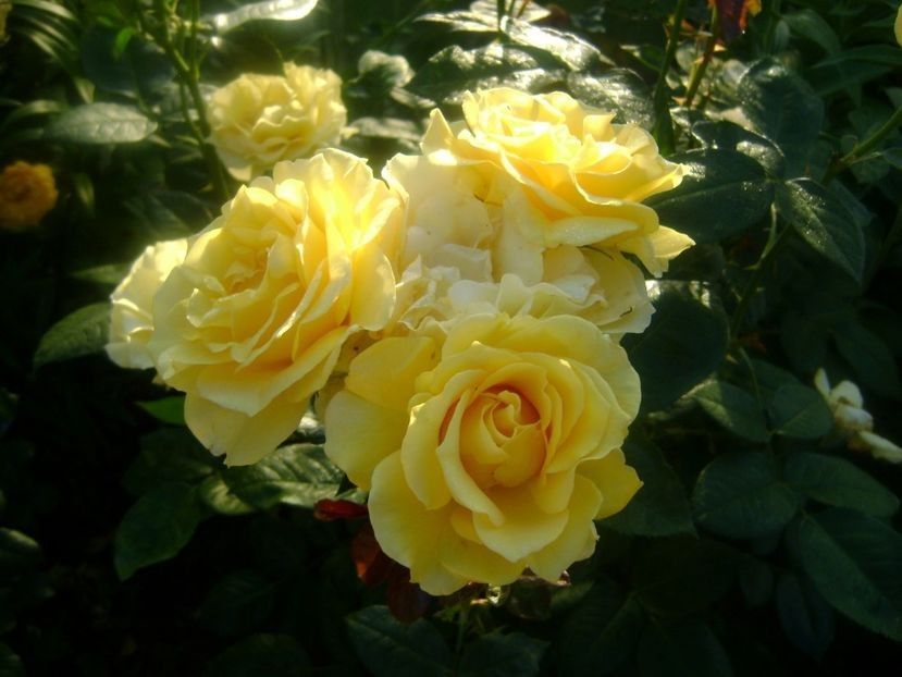  - TOATE FLORILE
