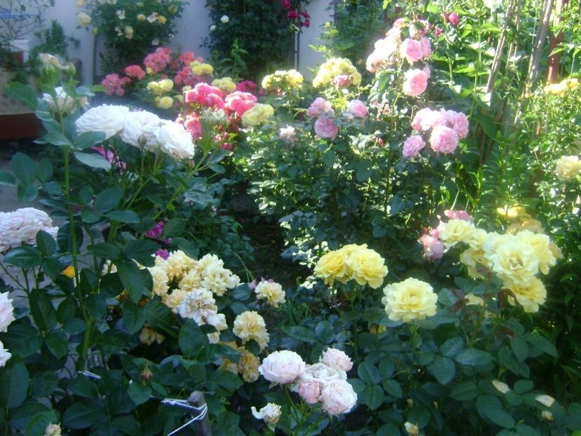  - TOATE FLORILE