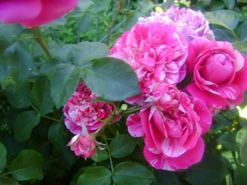  - TOATE FLORILE