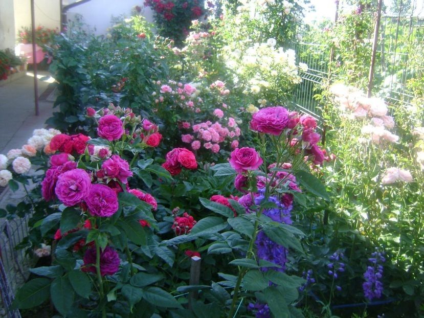  - TOATE FLORILE