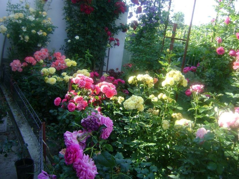  - TOATE FLORILE