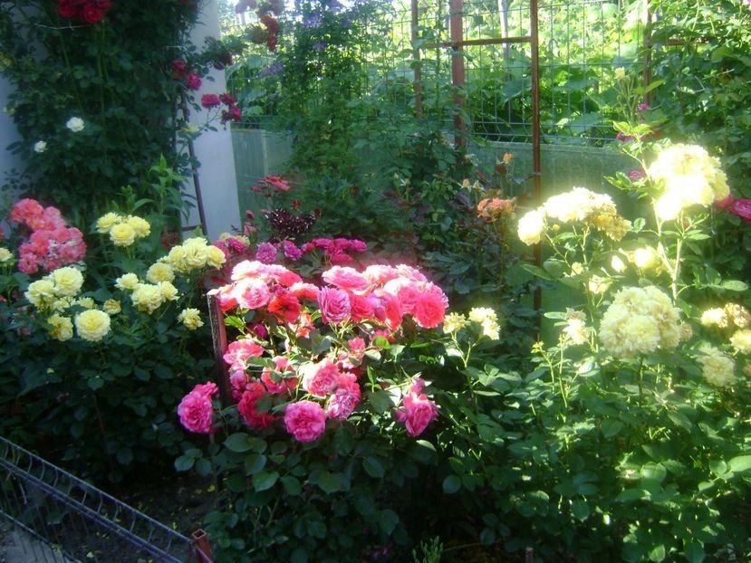  - TOATE FLORILE