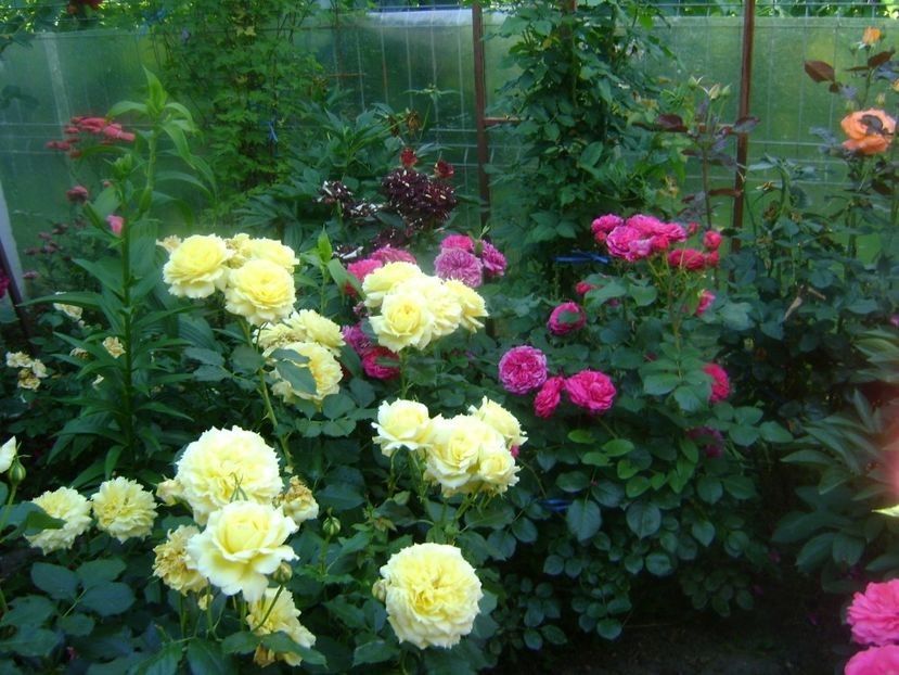  - TOATE FLORILE