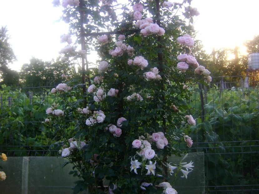  - TOATE FLORILE