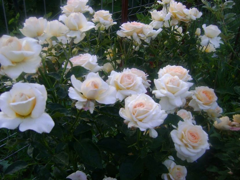 bordure campagne - TOATE FLORILE