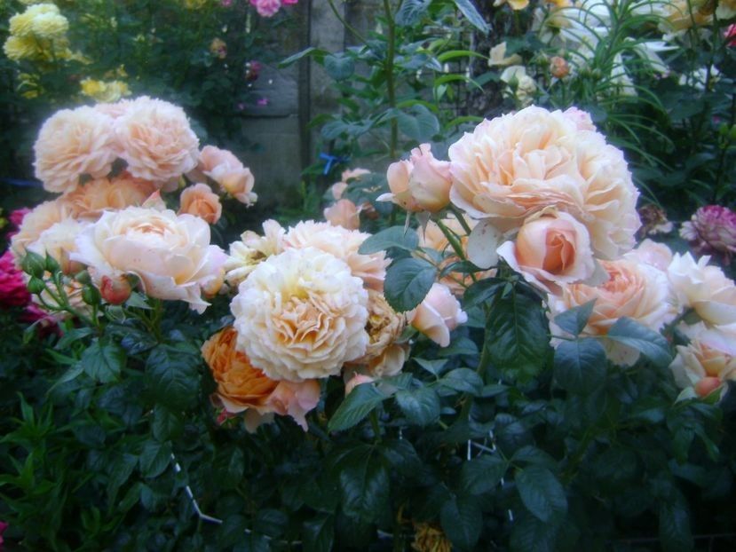 Capri - TOATE FLORILE