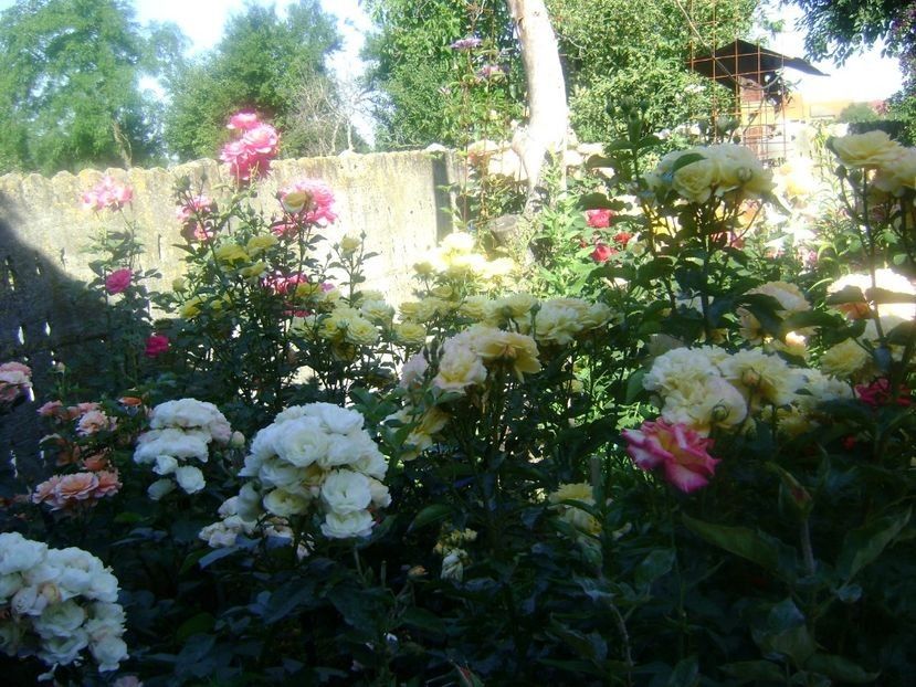  - TOATE FLORILE